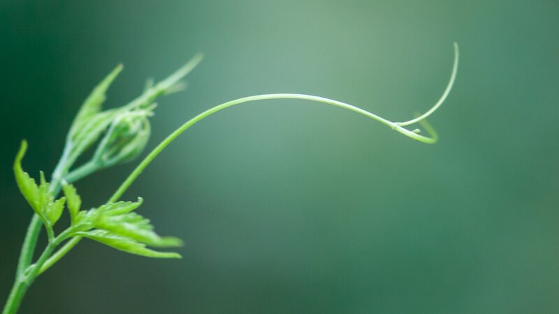 green vine curling in nature