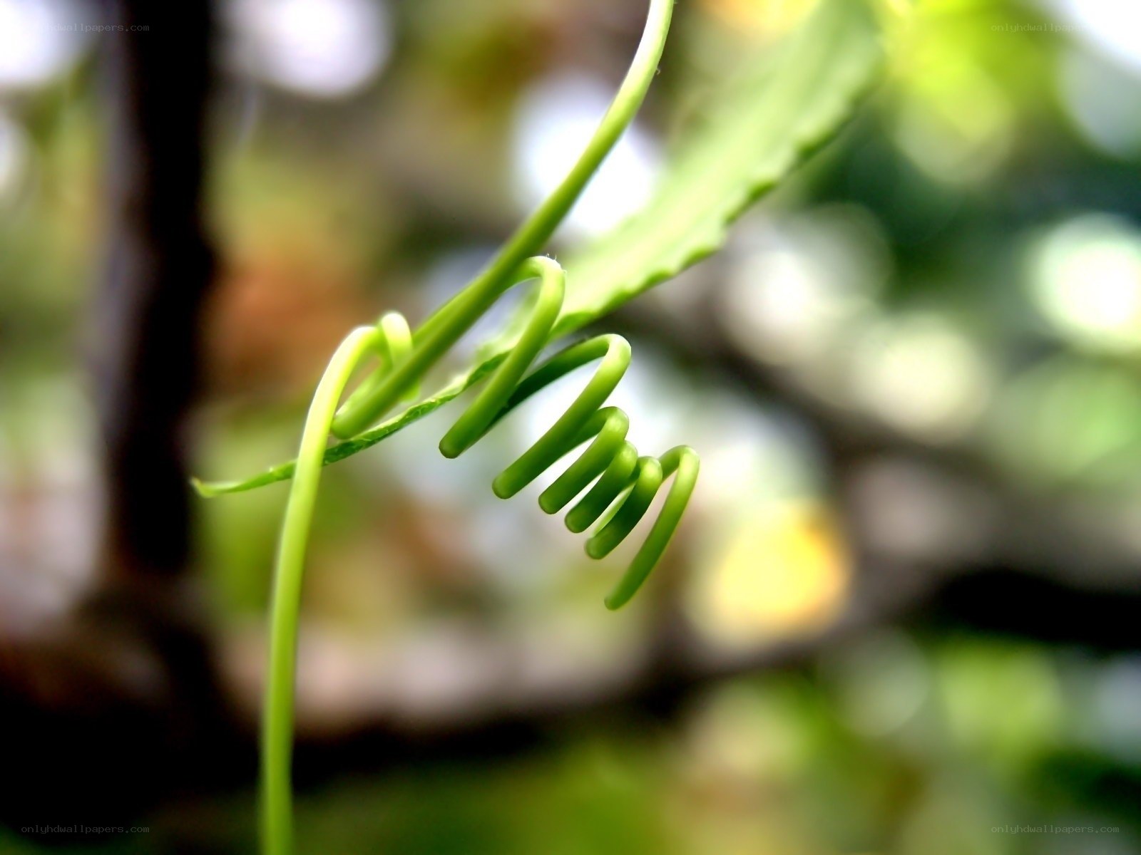 Green vine curling in nature