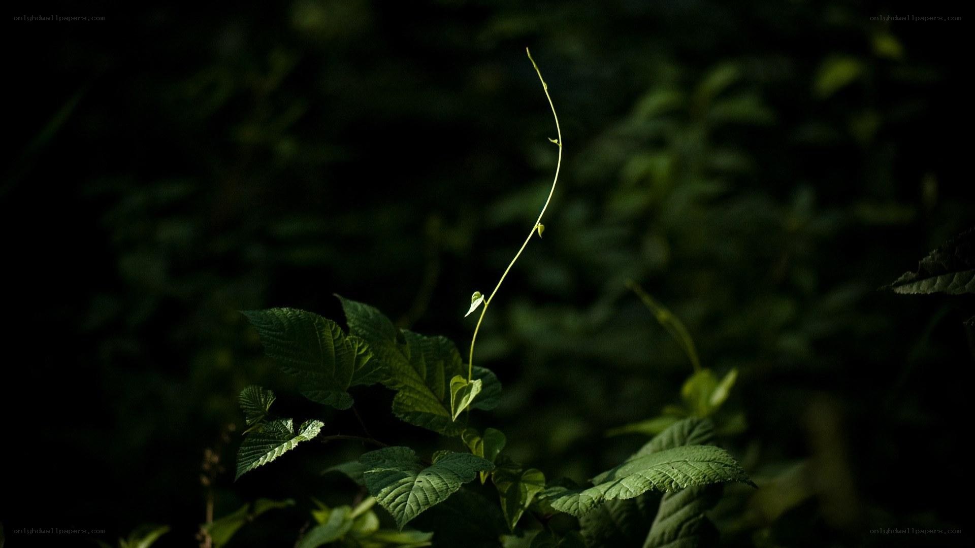 green vine in forest