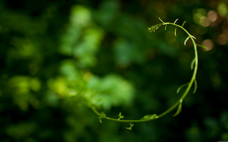 green vine in forest