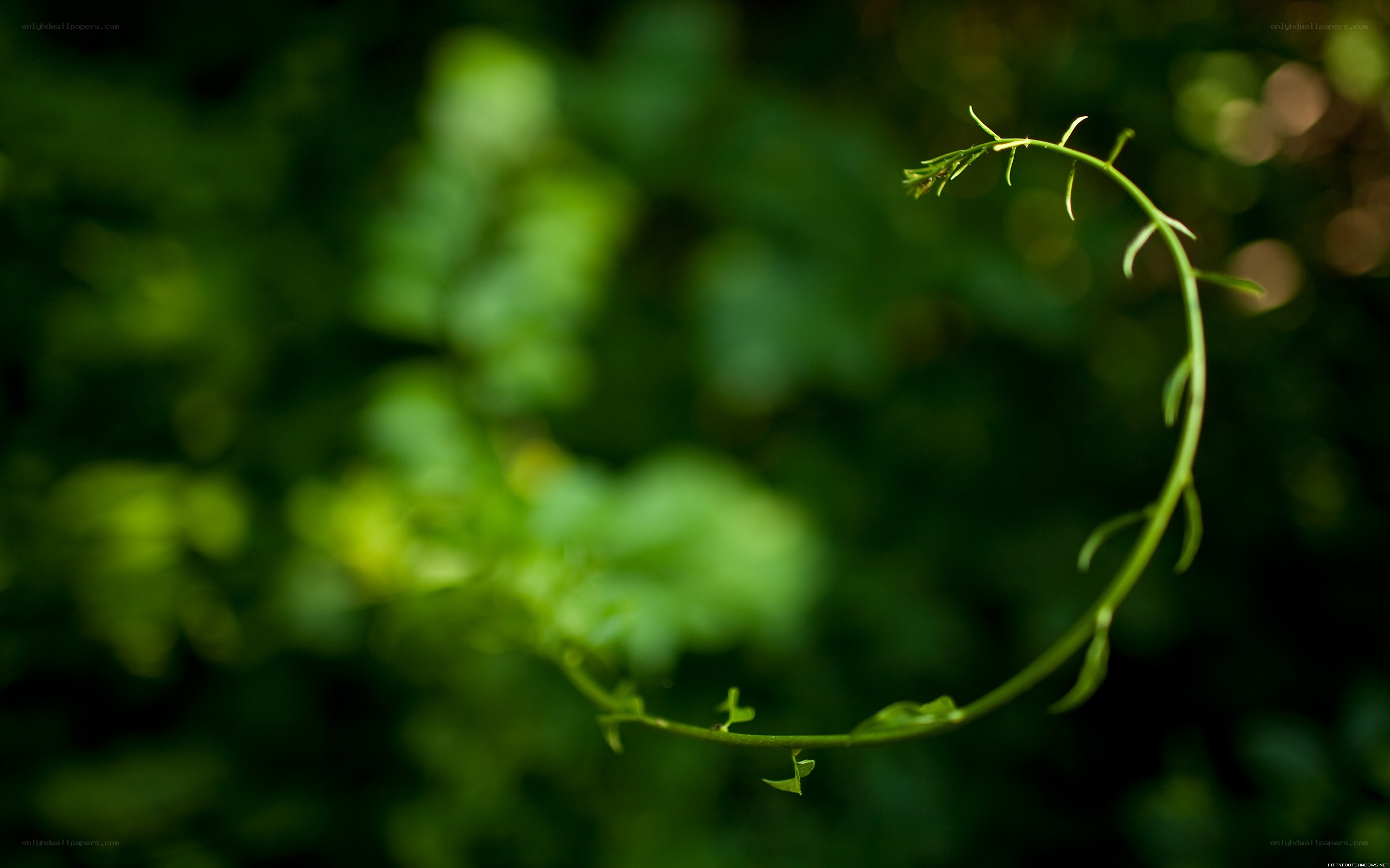 green vine in forest