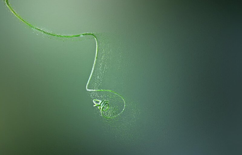 Green Vine in Motion