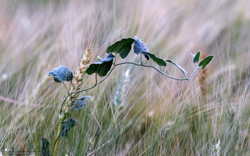 Green Vine in Wheat Field