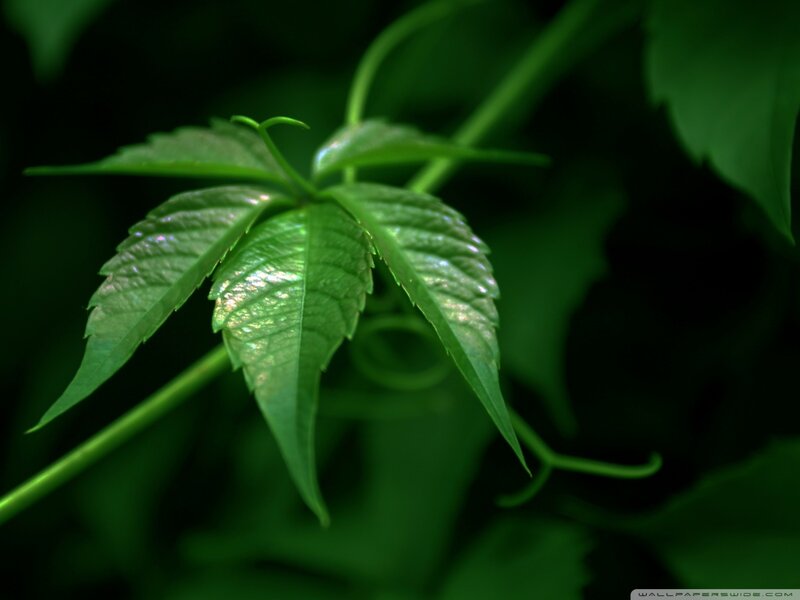 Green Vine Leaf — Serene, Photograph