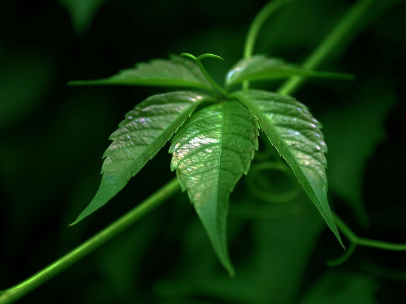 Green Vine Leaf — Serene