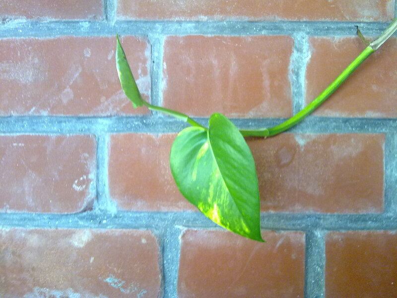 Green Vine Leaf