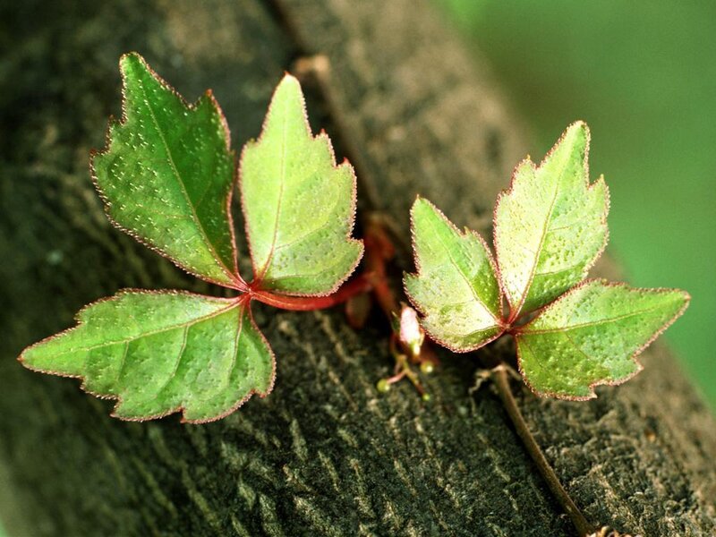 Green Vine Leaves on Bark