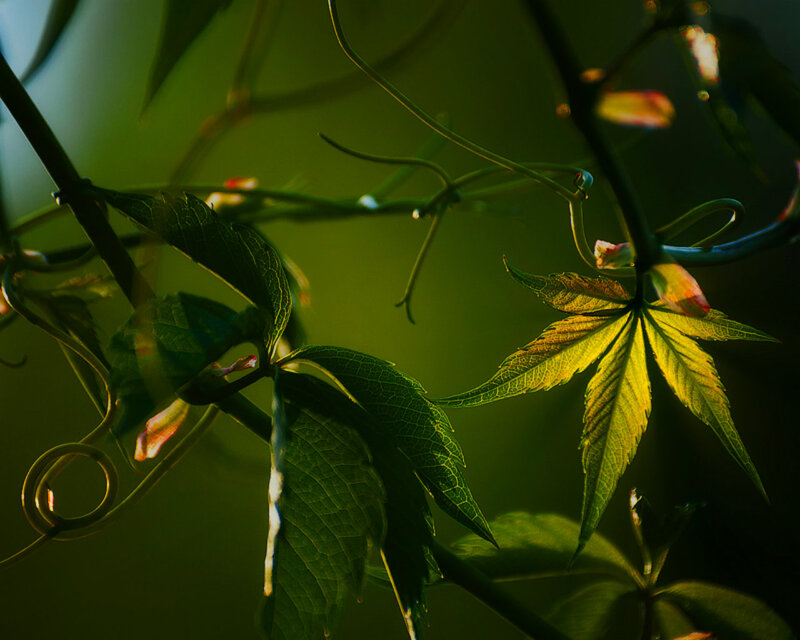 Green Vine Leaves — Serene
