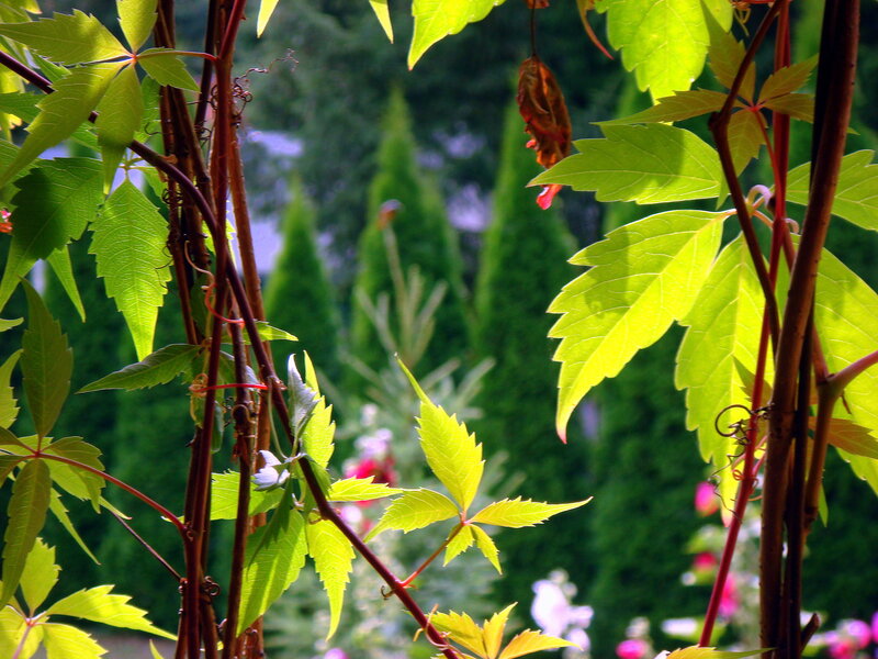 Green Vine Leaves