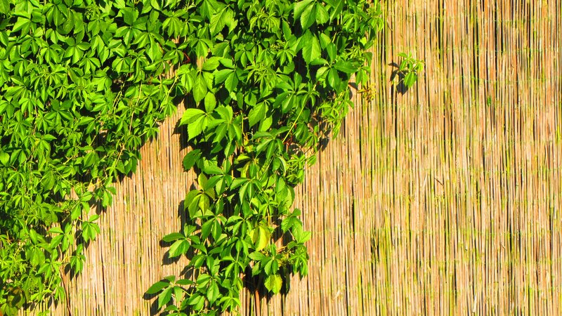Green Vine on Bamboo Wall