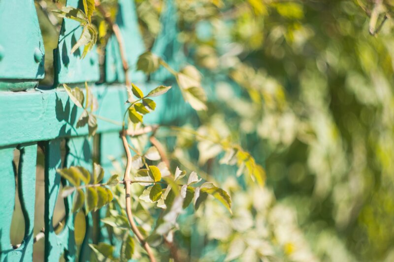 Green Vine on Fence — Serene