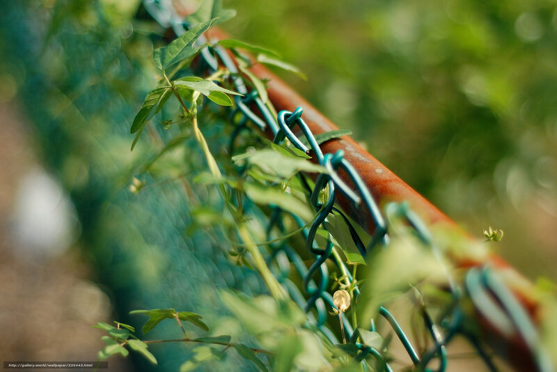 Green Vine on Fence