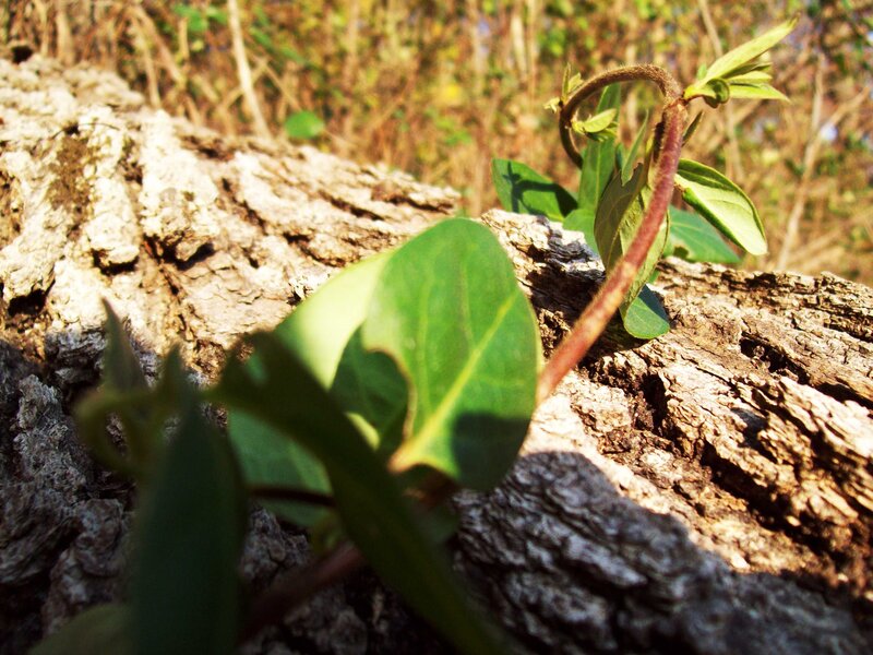 Green vine on tree bark