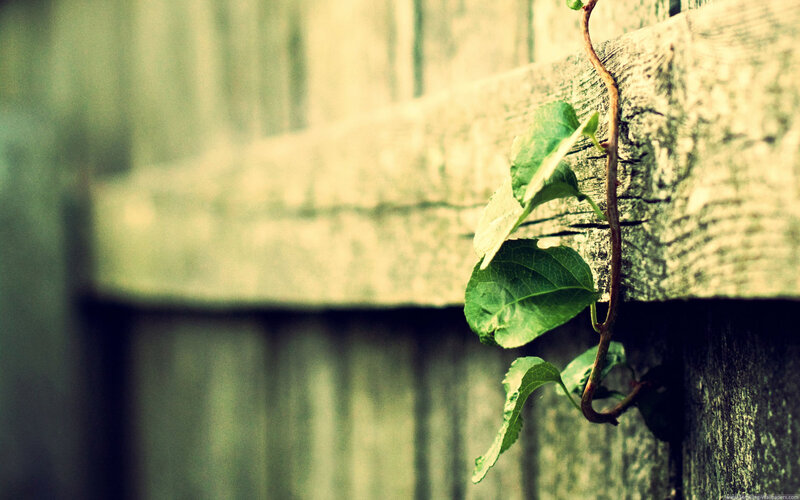 Green Vine on Wood