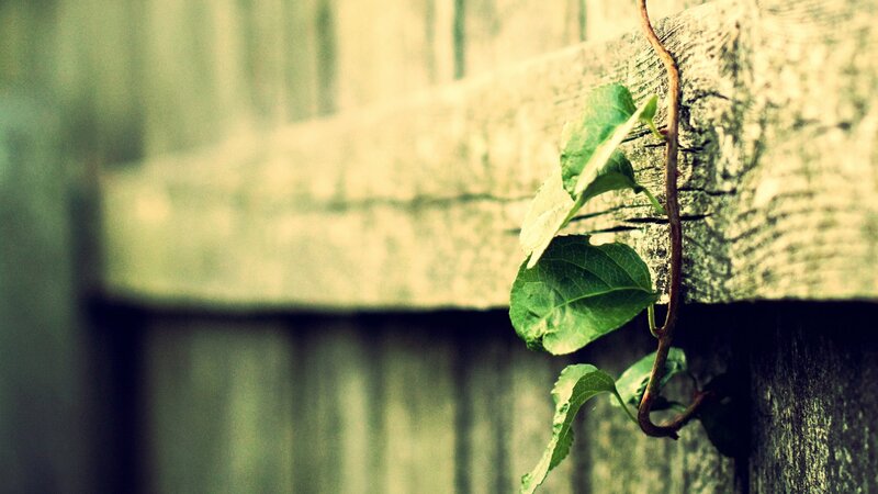 green vine on wooden fence