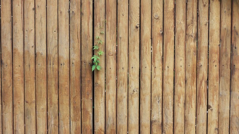Green Vine on Wooden Fence — Brown