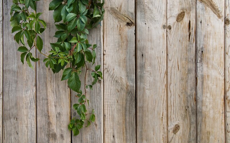green vine on wooden wall