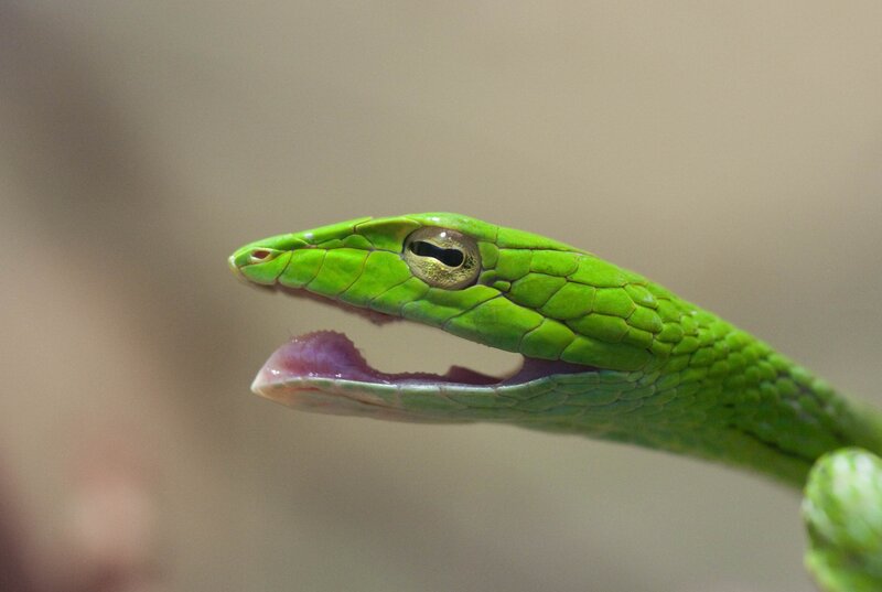 Green Vine Snake — Alert