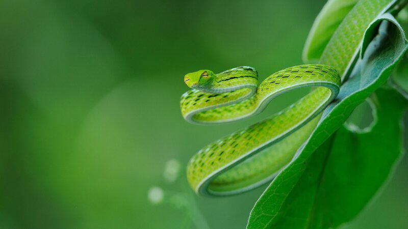 Green Vine Snake — Calm, Photograph, Leaf
