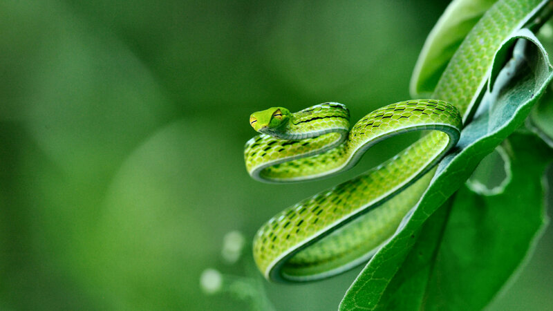 Green Vine Snake — Calm, Photograph