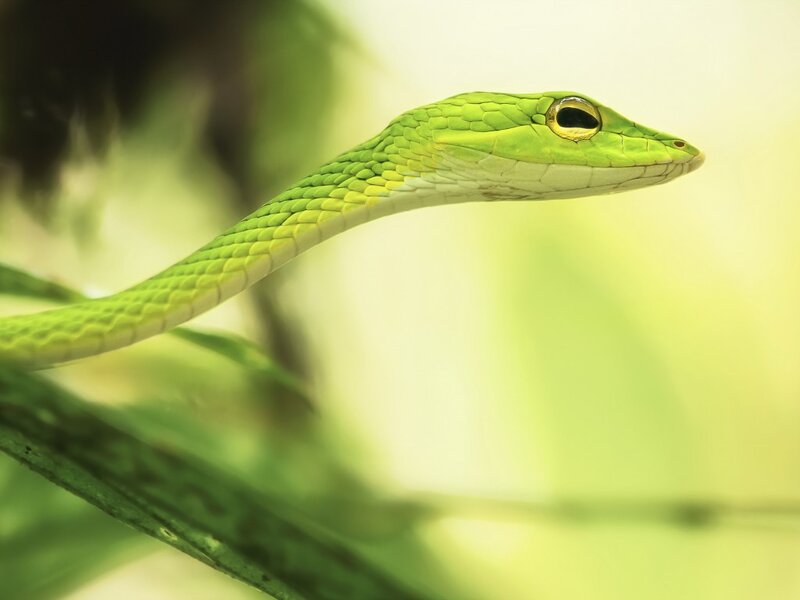 Green Vine Snake — Calm