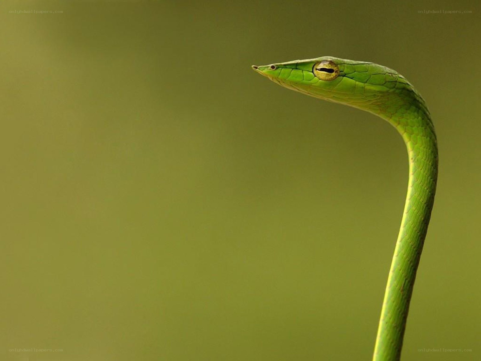green vine snake in profile