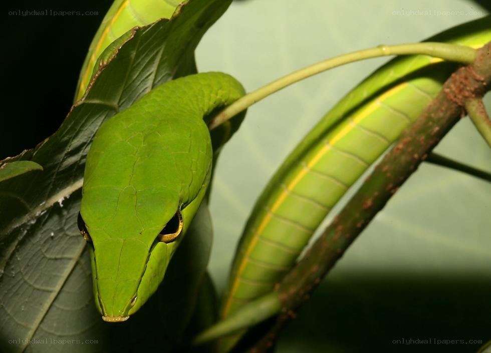 green vine snake on leaf