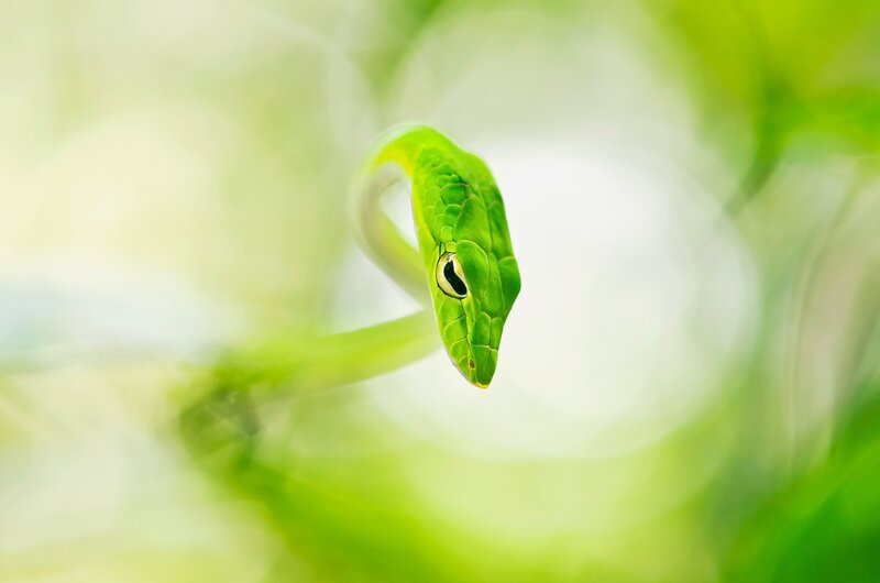 Green Vine Snake — Serene, Photograph