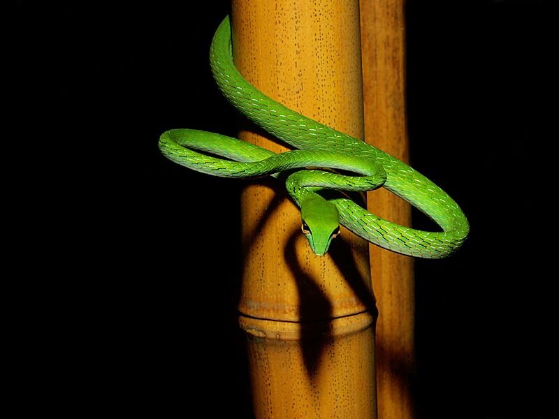 Green Vine Snake