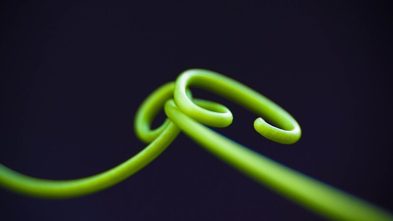 Green Vine Tendril — Dramatic