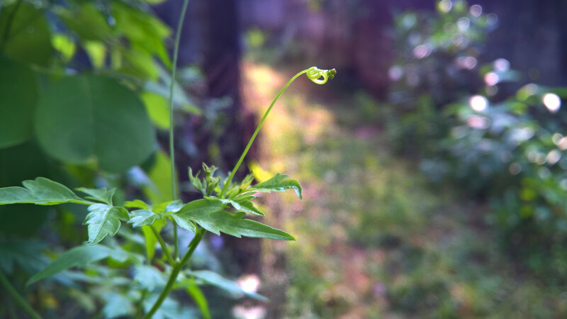 Green Vine Tendril — Serene, Afternoon