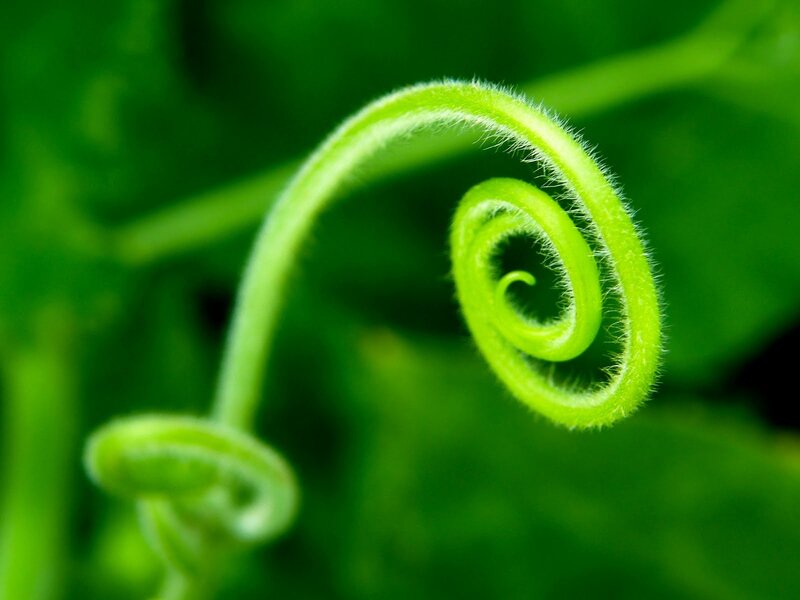 Green Vine Tendril — Serene, Photograph