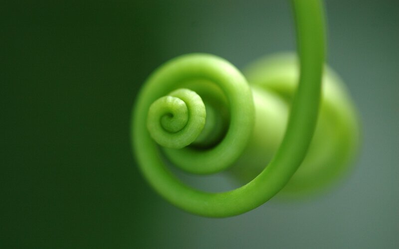 Green Vine Tendril — Serene
