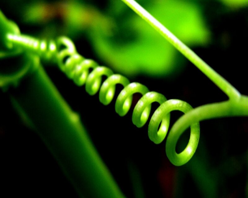 green vine tendril