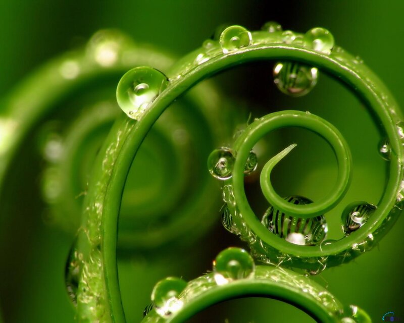 Green Vine Tendrils — Serene, Photograph
