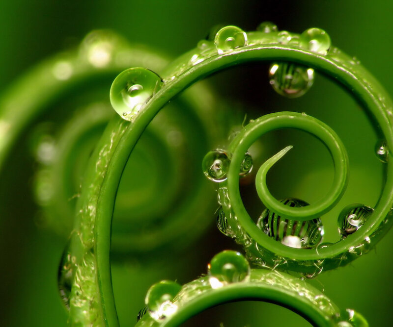 Green Vine Tendrils