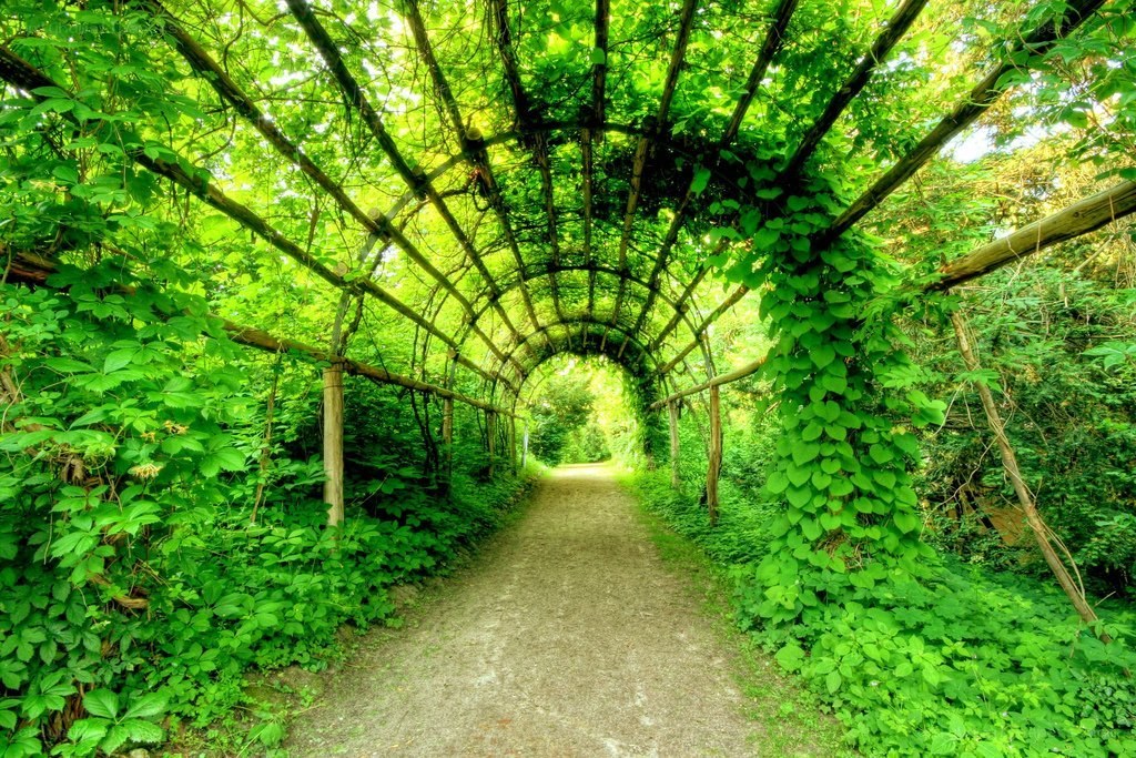green vine tunnel path