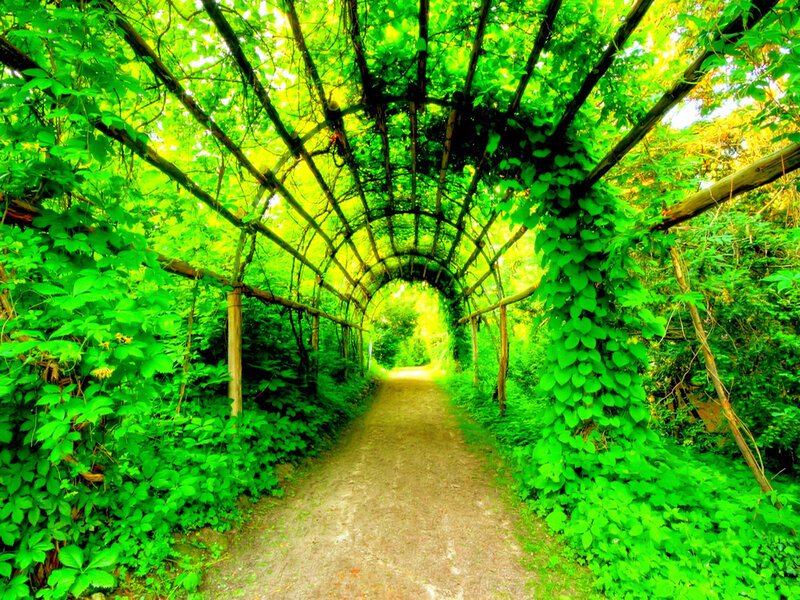Green Vine Tunnel