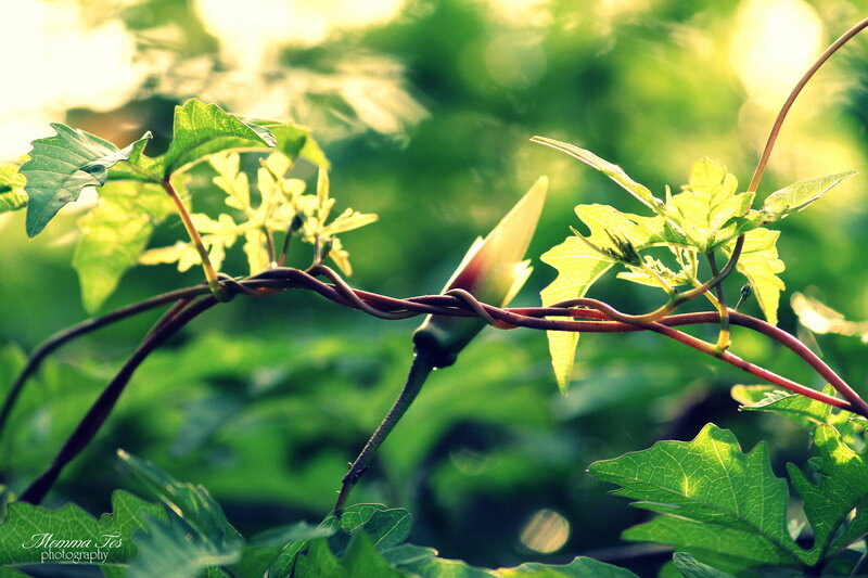 Green Vine with Flower Bud