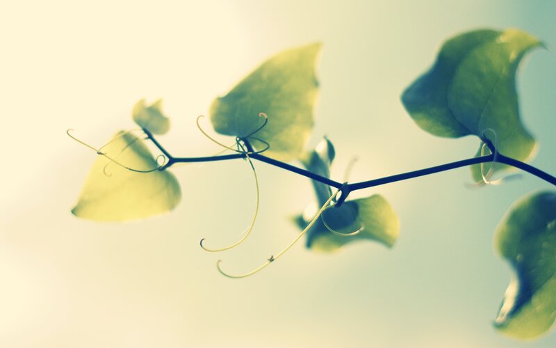 Green Vine with Leaves — Serene