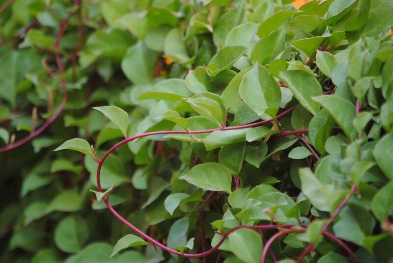 Green Vine with Red Stems