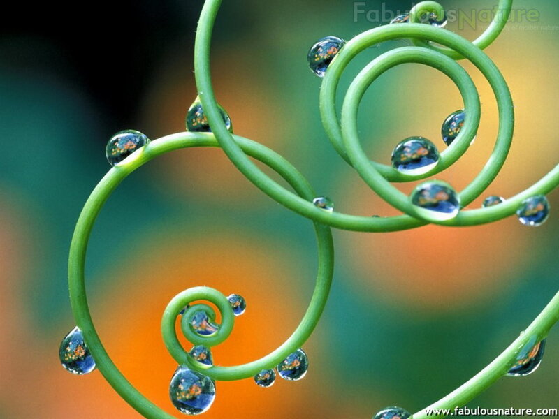 Green Vine with Water Droplets — Serene, Photograph