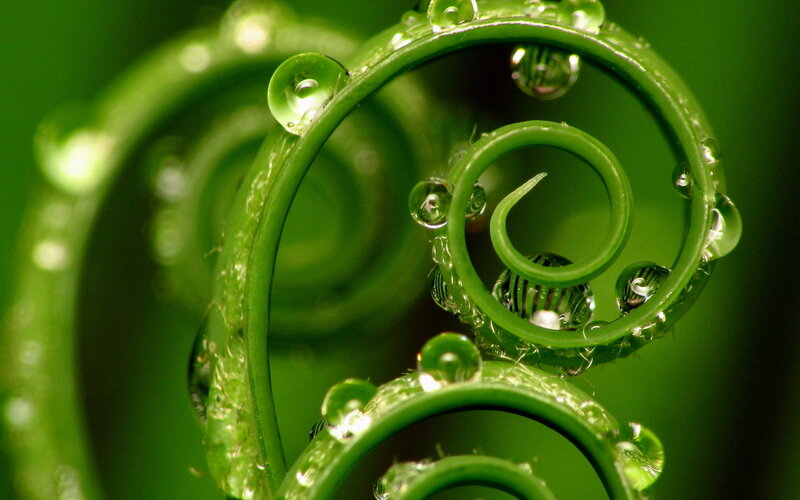 Green Vine with Water Droplets