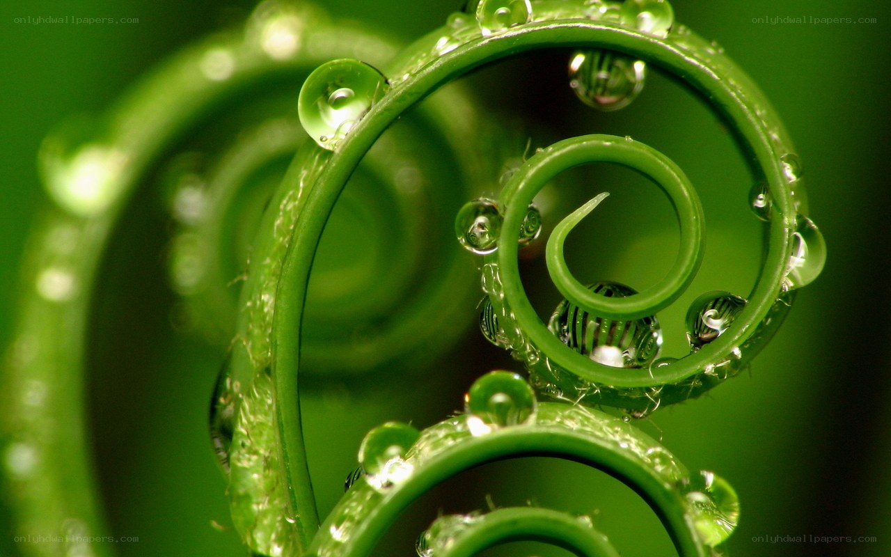 Green Vine with Water Droplets