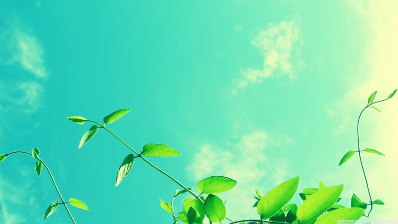 Green Vines Against Sky — Serene, Afternoon