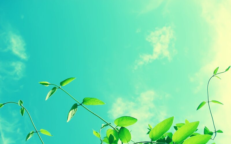 Green Vines Against Sky — Serene