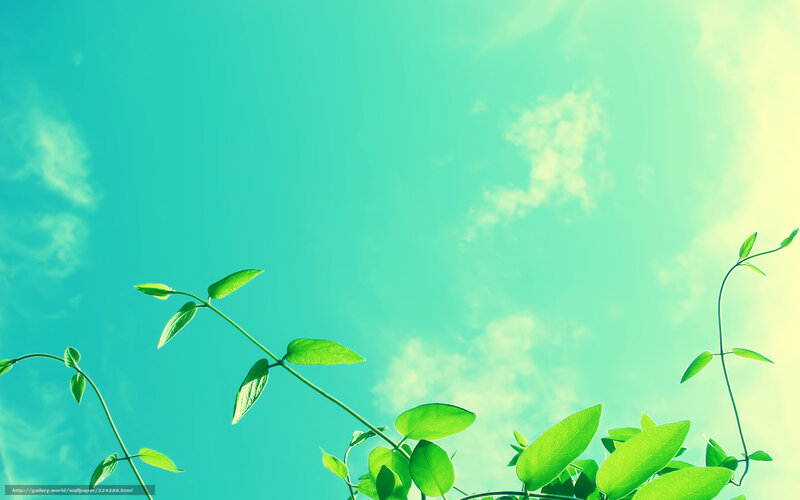 Green Vines Against Sky — Teal