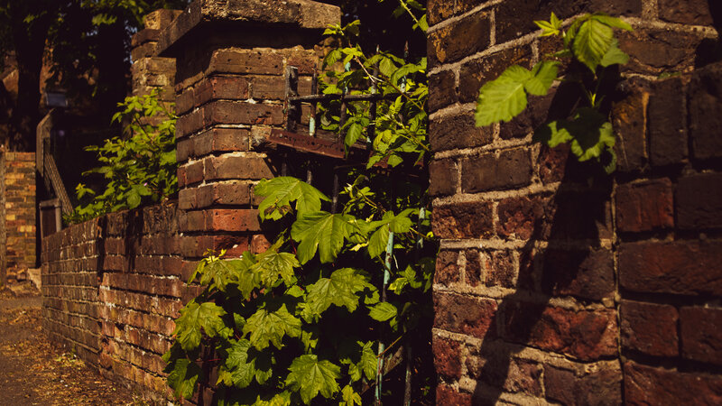 Green Vines on Brick Wall