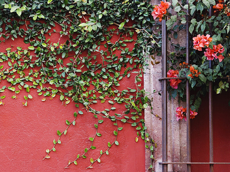 Green Vines on Red Wall — Calm