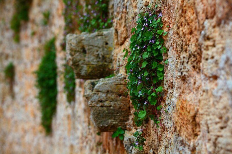 Green Vines on Stone Wall — Serene